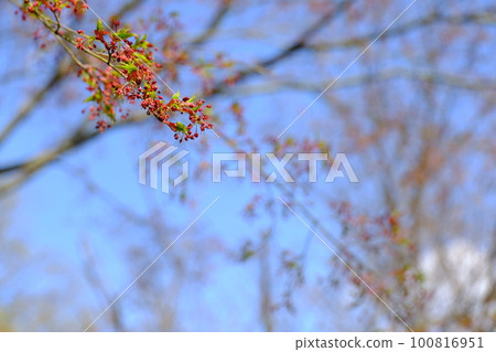 嫩葉萌芽的時候 嫩葉萌芽的時候 100816951