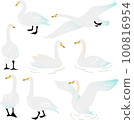 Whooper swan vector illustration set 100816954