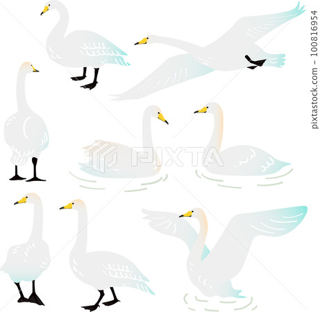 大天鵝矢量插圖集 100816954