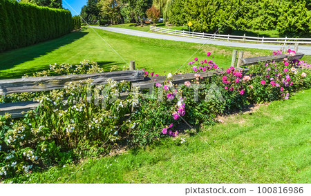 Chrysanthemum flowers on green lawn background on sunny day 100816986