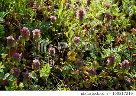 像舞者一樣的草 像舞者一樣的草 100817219