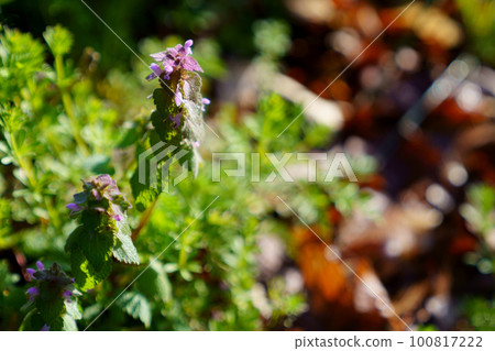 grass like a dancer grass like a dancer 100817222