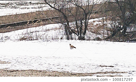 Spring in Hokkaido Ezo red fox in the remaining snow Spring in Hokkaido Ezo red fox in the remaining snow 100817297