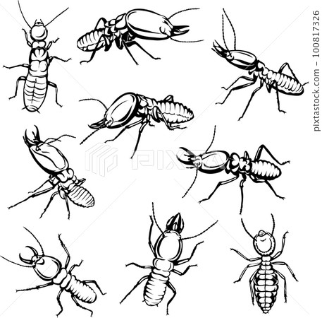 termite, the image of termites in various poses, in motion and foreshortening, black and white drawing, silhouette, vector, drawing 100817326