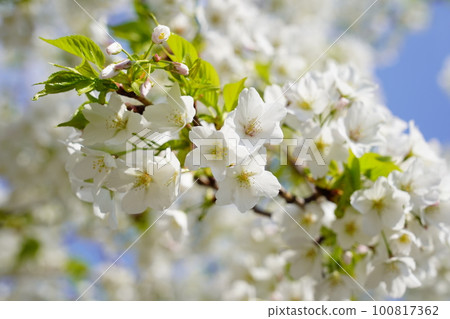 Oshimazakura Oshimazakura 100817362