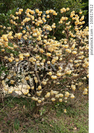 Yellow flowers of Mitsumata Yellow flowers of Mitsumata 100817612