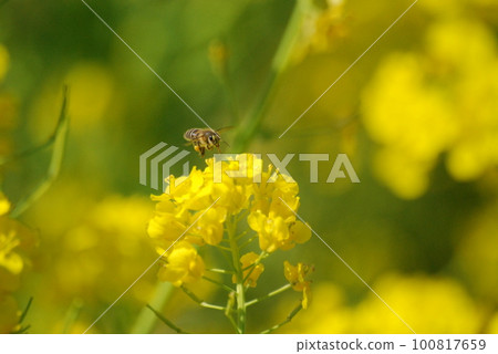 Rape blossoms and bees Rape blossoms and bees 100817659