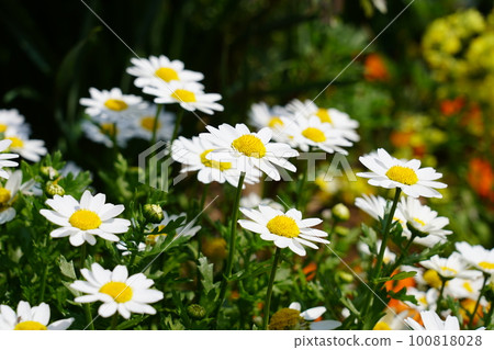 Daisies 100818028