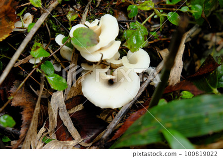 white mushrooms in autumn mountains white mushrooms in autumn mountains 100819022