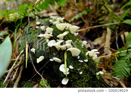 white mushrooms after rain white mushrooms after rain 100819024