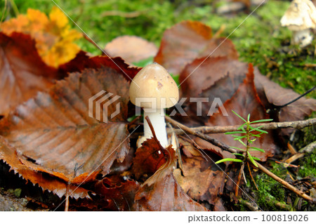 Mushrooms found in the autumn forest Mushrooms found in the autumn forest 100819026