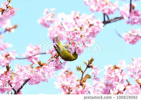 Mejiro和Kawazu櫻桃樹 100819092