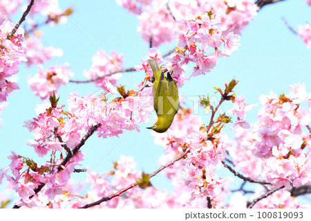 Mejiro和Kawazu櫻桃樹 100819093