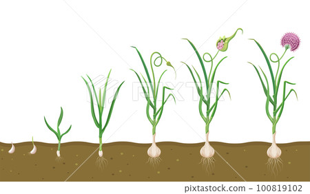 Growth of garlic in soil. Cycle of growing vegetables. Plant growth cycle in biology Growth of garlic in soil. Cycle of growing vegetables. Plant growth cycle in biology 100819102