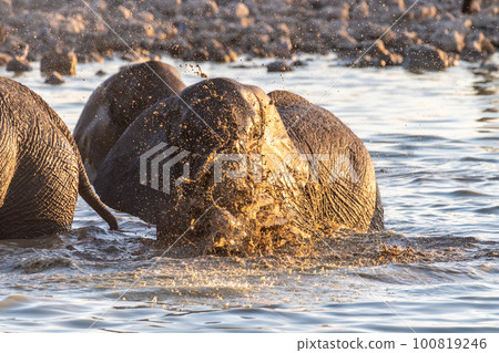 Elephants near a water hole 100819246