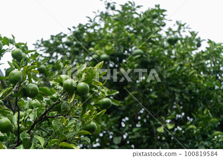 Mandarin oranges in the garden, illuminated by the early autumn sun 100819584
