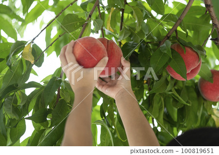 男孩的手摘桃子 100819651