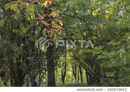 黃色的柿子葉 100819652