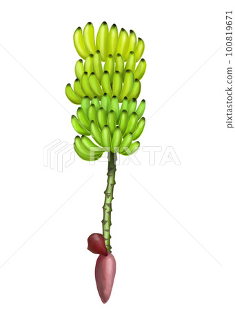 Illustration of harvested banana fruit Illustration of harvested banana fruit 100819671