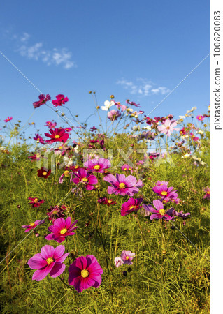 在秋天的天空中閃耀的波斯菊 3 在秋天的天空中閃耀的波斯菊 3 100820083