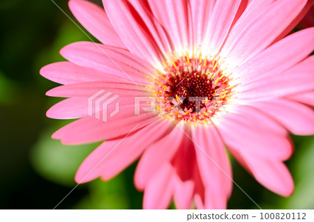 雛菊 雛菊 100820112