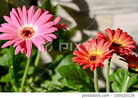 Gerbera 100820126