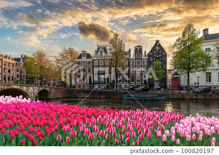 Amsterdam Netherlands, city skyline at canal waterfront with spring tulip flower Amsterdam Netherlands, city skyline at canal waterfront with spring tulip flower 100820197