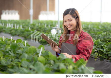 Entrepreneur young asian woman check cultivation strawberry with happiness and writing on note. Entrepreneur young asian woman check cultivation strawberry with happiness and writing on note. 100820399