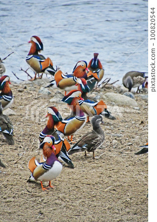 Mandarin ducks flying into the Hino River in Hino Town, Tottori Prefecture 100820544