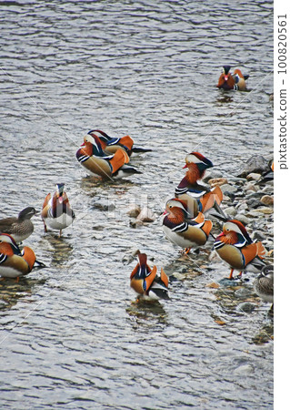 飛入鳥取縣日野町日野川的鴛鴦 飛入鳥取縣日野町日野川的鴛鴦 100820561
