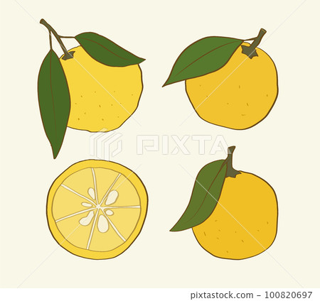 Set of isolated hand drawn yuzu fruit with leaves and a half slice 100820697