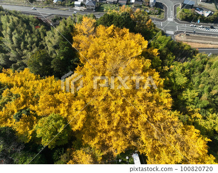 Uchiko Town, Ehime Prefecture Ginkgo trees in Ryuo Park Uchiko Town, Ehime Prefecture Ginkgo trees in Ryuo Park 100820720