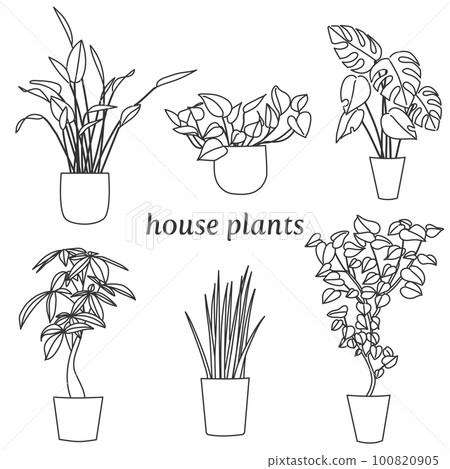 6種室內植物 100820905
