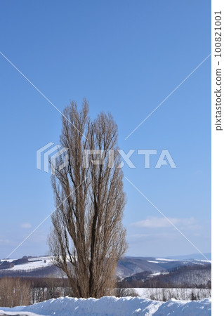 Ken and Mary tree in the snow Hokkaido 100821001