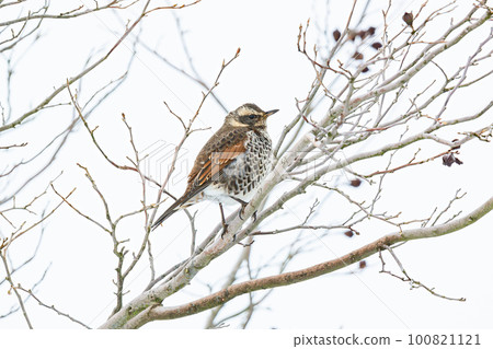 Thrush stuck in a tree Thrush stuck in a tree 100821121