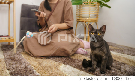 Cat lover female hand petting her lovely cat  comfortable Stay home with cat Friendship Animal lover. Cute cat. love Friend human home friendship Animal lover lifestyle concept 100821152