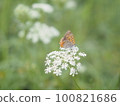 Lycaena phlaeas 100821686