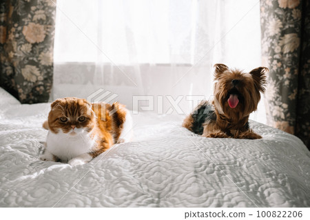 Red-haired Scottish fold cat and yorkshire terrier lying together on the bed Red-haired Scottish fold cat and yorkshire terrier lying together on the bed 100822206