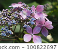 淺紫色繡球花 100822697