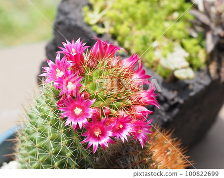 Cacti red flowers 100822699