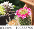 仙人掌與粉紅色的花朵 100822700