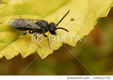 Closeup on a male Hairy Yellow-face Bee, Hylaeus hyalinatus, sitting on a green leaf in the garden Closeup on a male Hairy Yellow-face Bee, Hylaeus hyalinatus, sitting on a green leaf in the garden 100822720