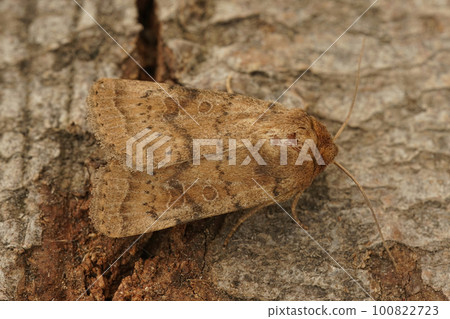 Closeup on the Uncertain owlet moth, Hoplodrina octogenaria sitting on wood in the garden Closeup on the Uncertain owlet moth, Hoplodrina octogenaria sitting on wood in the garden 100822723