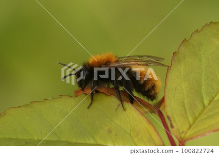Closeup on a female tawny mining bee , Andrena fulva, sitting on a green leaf Closeup on a female tawny mining bee , Andrena fulva, sitting on a green leaf 100822724