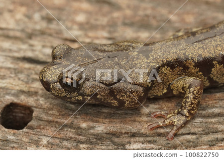 Closeup on a gorgeous colored adult Clouded salamander, Aneides ferreus in northern California 100822750