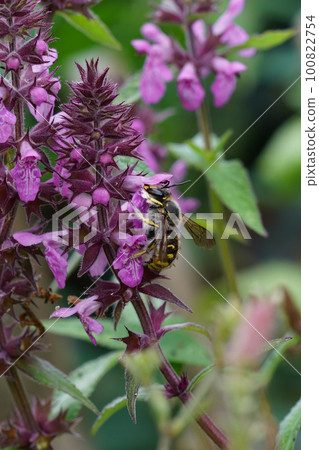 Closeup of a male European wool carder bee , Anthidium manicatum, on a hedge woundwort Closeup of a male European wool carder bee , Anthidium manicatum, on a hedge woundwort 100822754