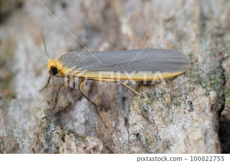 Closeup on a Common footman moth, Eilema lurideola, sitting on a leaf in the shrubs Closeup on a Common footman moth, Eilema lurideola, sitting on a leaf in the shrubs 100822755