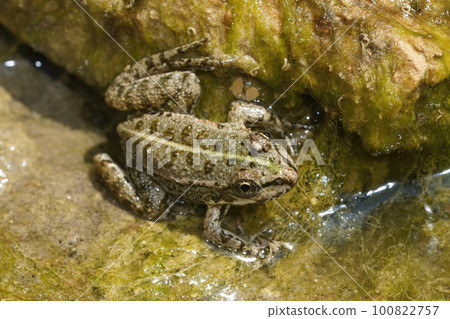 Detailed close up of a small Mediterranean pool frog , pelophylax lessonae 100822757