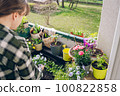 Woman taking care on plants at her balcony at spring 100822858