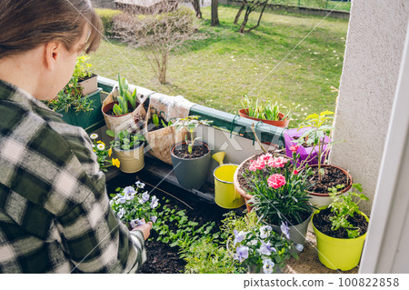 Woman taking care on plants at her balcony at spring Woman taking care on plants at her balcony at spring 100822858
